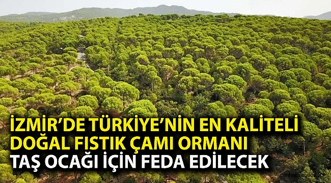 İzmir’de Türkiye’nin en kaliteli doğal fıstık çamı ormanı taş ocağı için feda edilecek