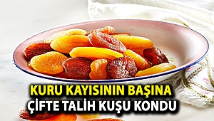 Kuru kayısının başına çifte talih kuşu kondu
