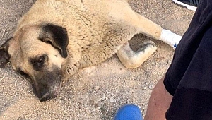 Kuşadası'nda akılalmaz olay! Sokaktaki köpeği bıçakladı