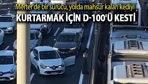Merter'de bir sürücü, yolda mahsur kalan kediyi kurtarmak için D-100'ü kesti