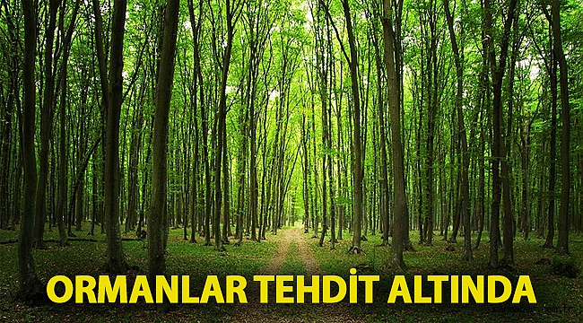 Ormanlar tehdit altında