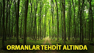 Ormanlar tehdit altında