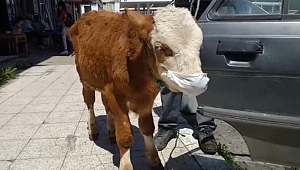 Rahatsızlanan buzağıyı maske takıp veterinere götürdüler