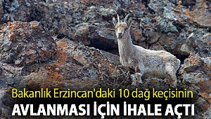 Bakanlık bu sefer de Erzincan'daki 10 dağ keçisinin avlanması için ihale açtı