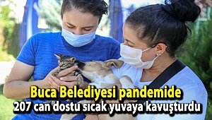 Buca Belediyesi pandemide 207 can dostu sıcak yuvaya kavuşturdu