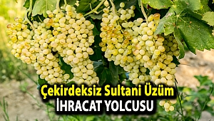 Çekirdeksiz Sultani Üzüm ihracat yolcusu