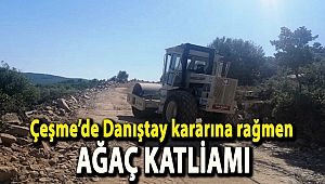 Çeşme’de Danıştay kararına rağmen ağaç katliamı