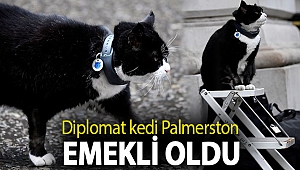 Diplomat kedi Palmerston emekli oldu