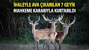 İhaleyle ava çıkarılan 7 geyik mahkeme kararıyla kurtarıldı
