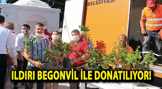 Ildırı begonvil ile donatılıyor!