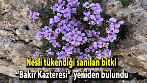 Nesli tükendiği sanılan bitki “Bakır Kazteresi” yeniden bulundu
