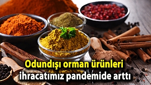 Odundışı orman ürünleri ihracatımız pandemide arttı
