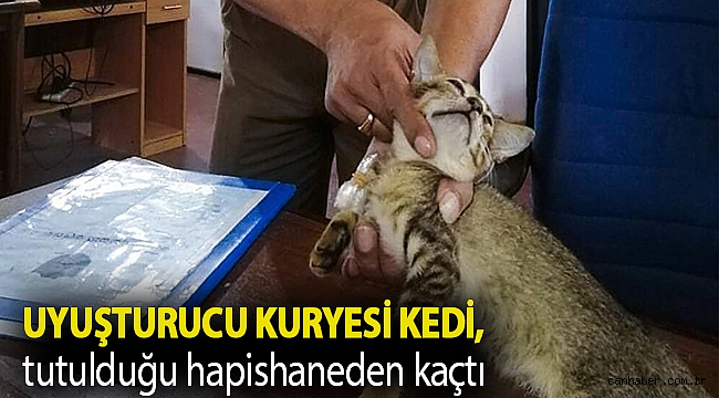 Sri Lanka'da uyuşturucu kuryesi kedi, tutulduğu hapishaneden kaçtı