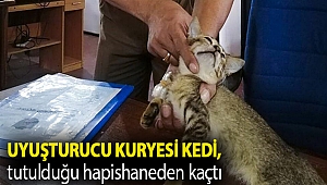 Sri Lanka'da uyuşturucu kuryesi kedi, tutulduğu hapishaneden kaçtı