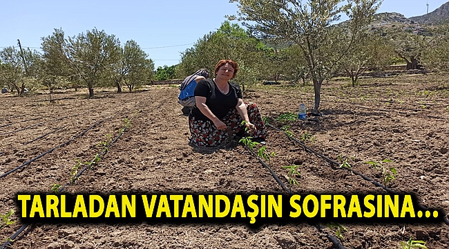 Tarladan vatandaşın sofrasına…