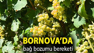Bornova’da bağ bozumu bereketi