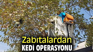 Bornova'da zabıtalar kediyi kurtardı