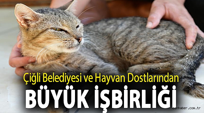 Çiğli Belediyesi ve Hayvan Dostlarından Büyük İşbirliği