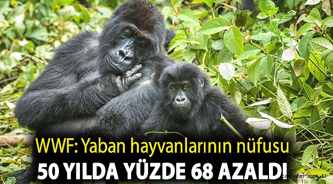 WWF: Yaban hayvanlarının nüfusu 50 yılda yüzde 68 azaldı