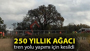250 yıllık armut ağacı tren yolu yapımı için kesildi