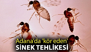 Adana'da 'kör eden' sinek tehlikesi