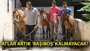 Atlar artık ‘başıboş’ kalmayacak!