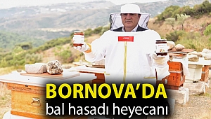 Bornova’da bal hasadı heyecanı