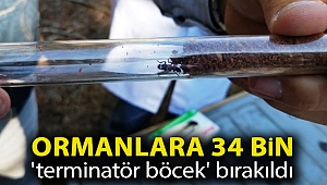 Kastamonu'da ormanları 'terminatör böcekler' koruyacak