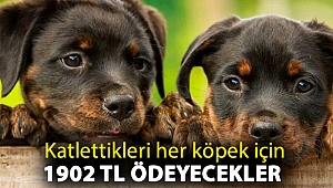 Katlettikleri her köpek için 1902 TL ödeyecekler