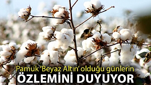 Pamuk ‘Beyaz Altın’ olduğu günlerin özlemini duyuyor