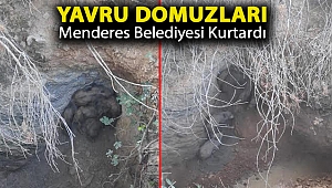 Yavru Domuzları Menderes Belediyesi Kurtardı