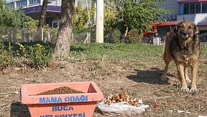 Buca Belediyesi kentte ve kırsalda mama desteğini artırdı