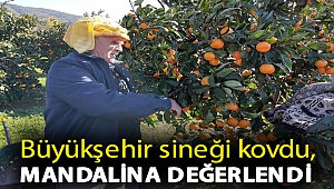 Büyükşehir sineği kovdu, mandalina değerlendi