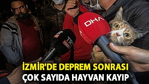 İzmir'de deprem sonrası çok sayıda hayvan kayıp