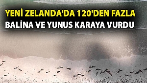 Yeni Zelanda'da 120'den fazla balina ve yunus karaya vurdu