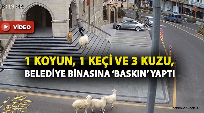 1 koyun, 1 keçi ve 3 kuzu, belediye binasına ‘baskın’ yaptı