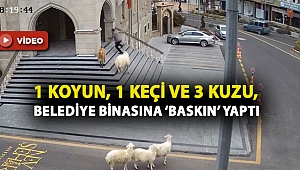 1 koyun, 1 keçi ve 3 kuzu, belediye binasına ‘baskın’ yaptı