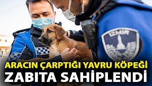 Aracın çarptığı yavru köpeği zabıta sahiplendi
