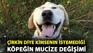 Çirkin diye kimsenin istemediği köpeğin mucize değişimi