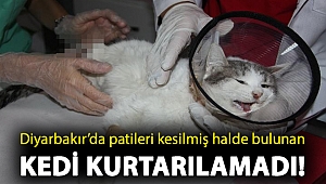 Diyarbakır’da patileri kesilmiş halde bulunan kedi kurtarılamadı!