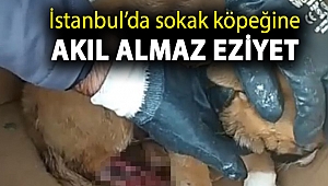 İstanbul’da sokak köpeğine akıl almaz eziyet