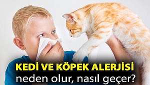 Kedi ve köpek alerjisi neden olur, nasıl geçer?