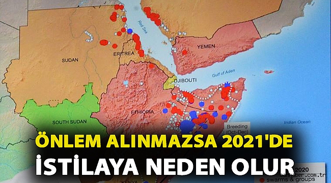 Prof. Dr. Satar: Önlem alınmazsa yumurtadaki çekirgeler 2021'de istilaya neden olur