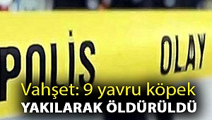 Vahşet: 9 yavru köpek yakılarak öldürüldü
