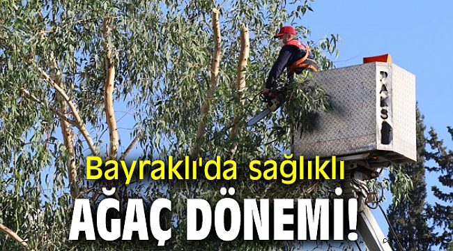 Bayraklı'da sağlıklı ağaç dönemi!