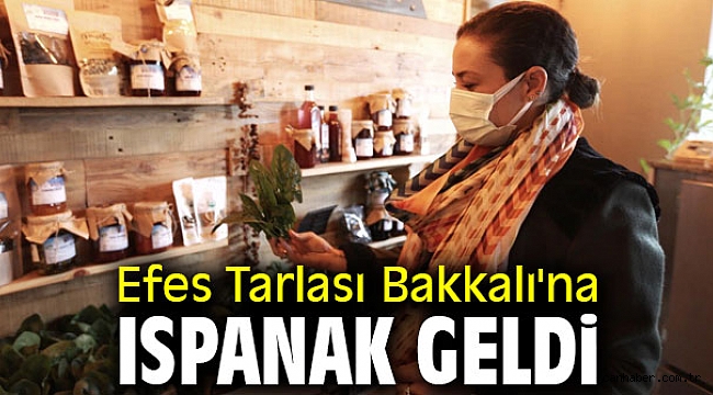 Efes Tarlası Bakkalı'na ıspanak geldi