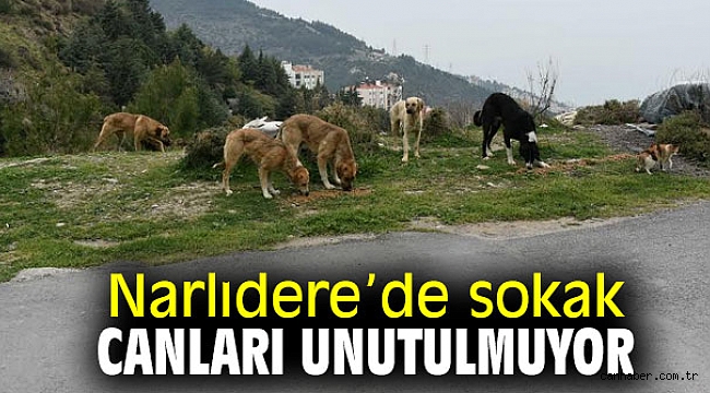 Narlıdere’de sokak canları unutulmuyor
