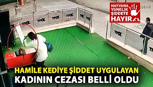 Ankara'da hamile kediye şiddet uygulayan kadının cezası belli oldu