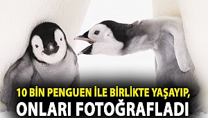 Antarktika'da geçirilen iki kış: Alman fotoğrafçı 10 bin penguen ile birlikte yaşayıp, onları fotoğrafladı