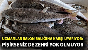 Uzmanlar balon balığına karşı uyarıyor: Pişirseniz de zehri yok olmuyor